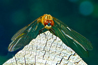 Dragonfly Ready