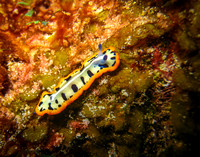 Nutibranch-2