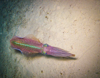 Cuttlefish