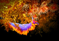 Nutibranch-1
