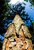 Pine