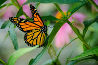 Monarch Emerged