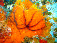 Brittle Star