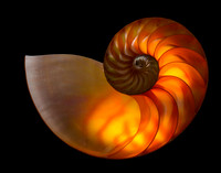 Nautilus Visible