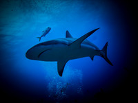 Galapagos Shark