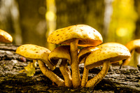 Shrooms
