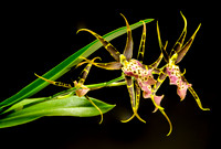 Orchid 5