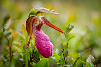 Lady Slipper