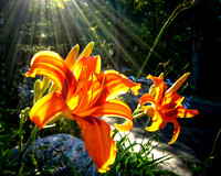 Sunbeam Lilly