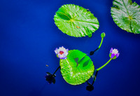 Lily Pads